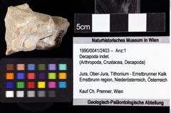 Foto (Objket + Etiketten) von Decapoda indet. 